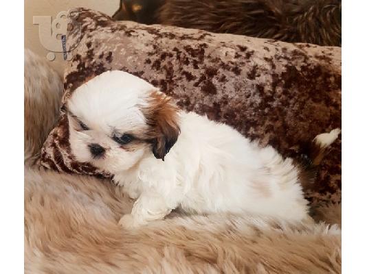 PoulaTo: Αξιολάτρευτο Shih Tzu Puppys
